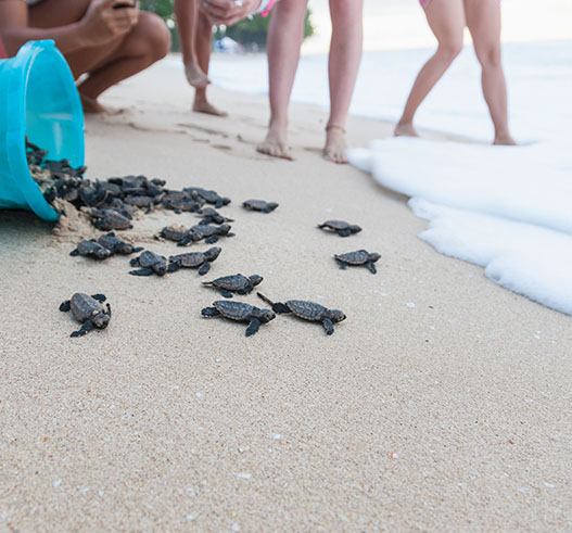 Karettaschildkröten werden an einem Strand auf Barbados aus einem Eimer ins Wasser gelassen.