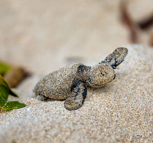 Eine versandete Grüne Schildkröte im Sand von Barbados.